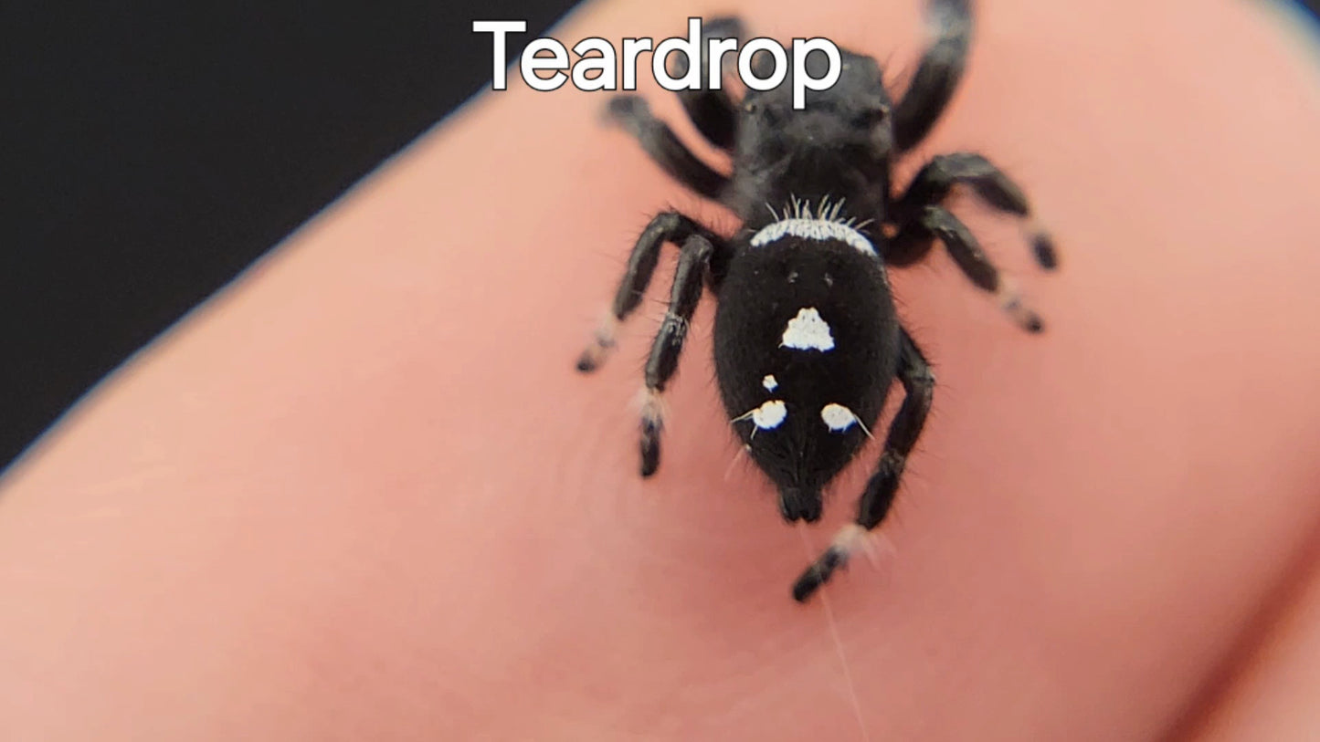 Teardrop - Male Regal (Shipping Invoiced Separately)