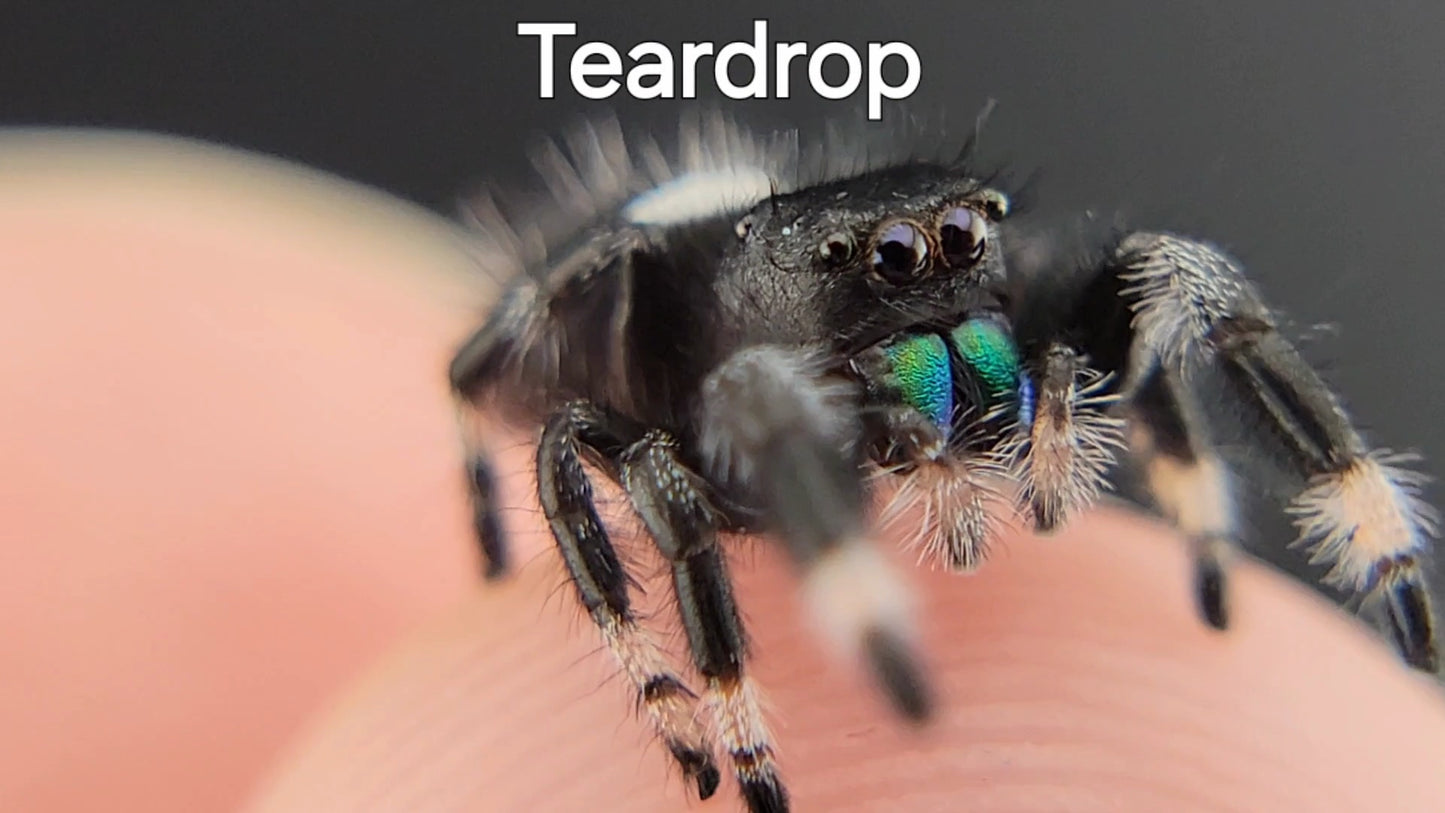 Teardrop - Male Regal (Shipping Invoiced Separately)