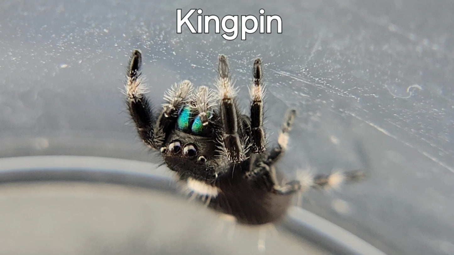 Kingpin - Male Regal (Shipping Invoiced Separately)