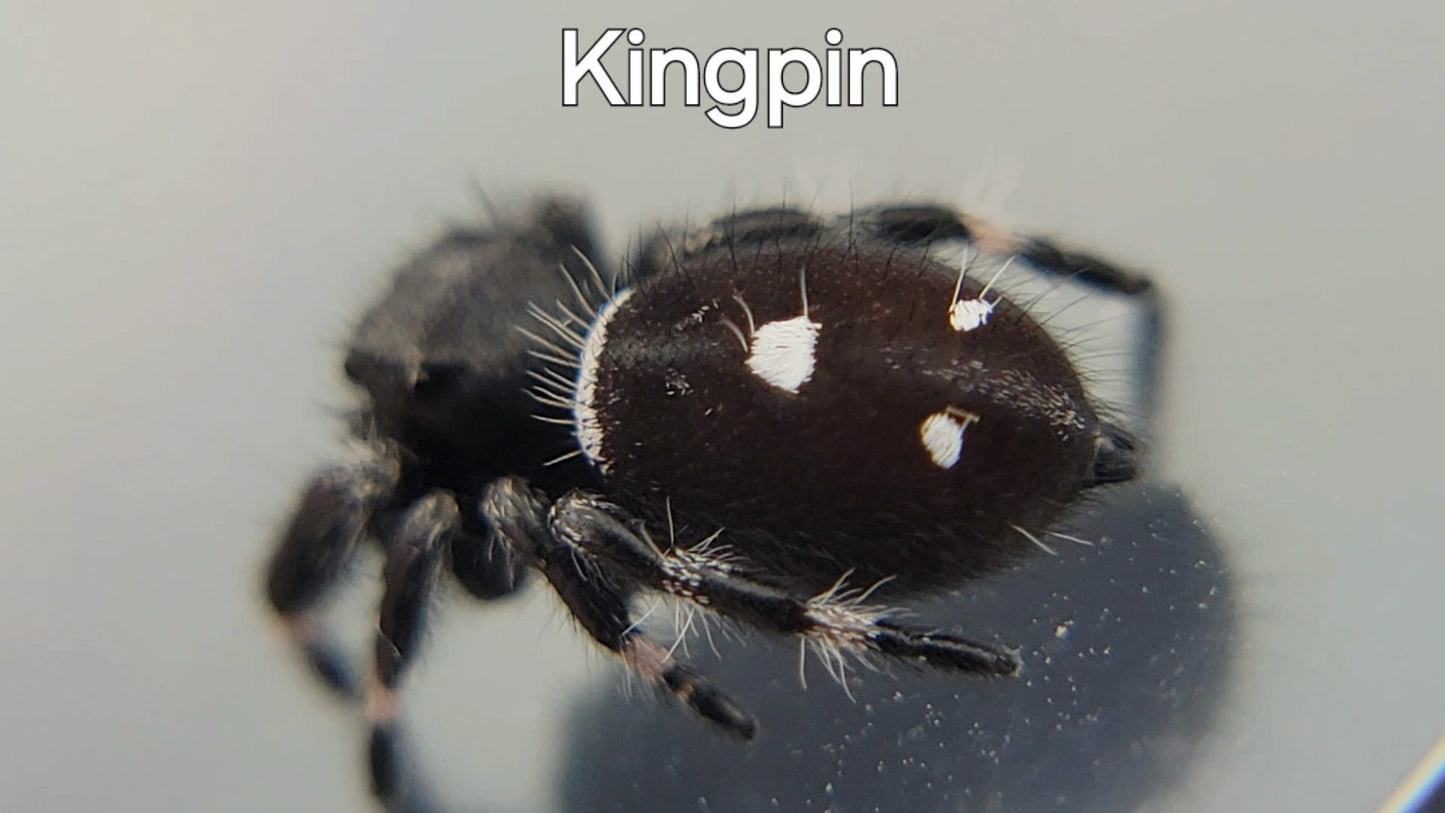 Kingpin - Male Regal (Shipping Invoiced Separately)