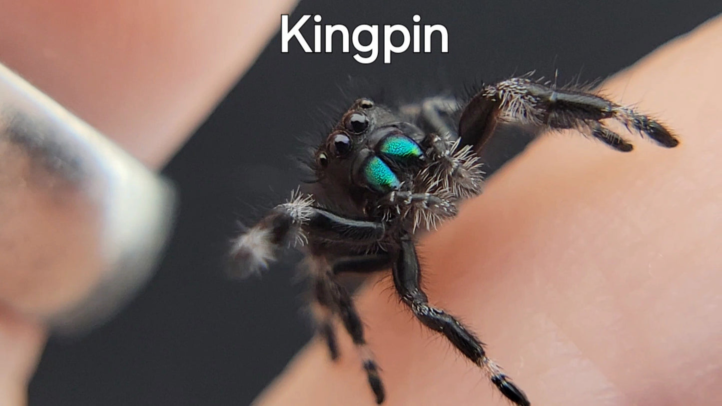 Kingpin - Male Regal (Shipping Invoiced Separately)