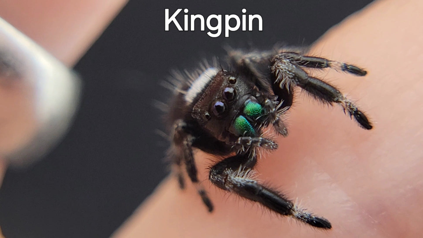 Kingpin - Male Regal (Shipping Invoiced Separately)