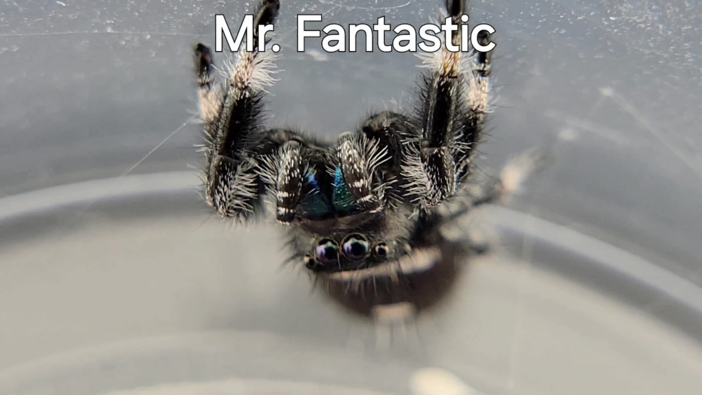 Mr. Fantastic - Male Regal (Shipping Invoiced Separately)