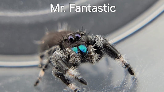 Mr. Fantastic - Male Regal (Shipping Invoiced Separately)