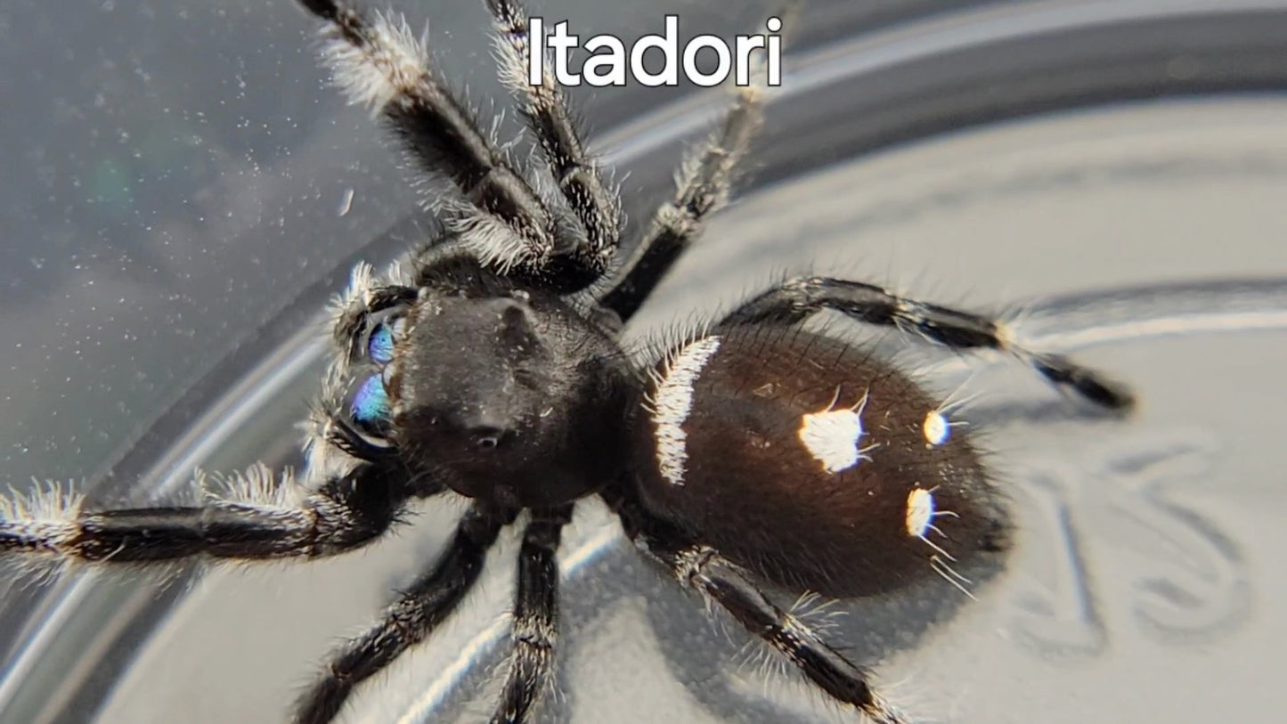 Itadori - Male Regal (Shipping Invoiced Separately)