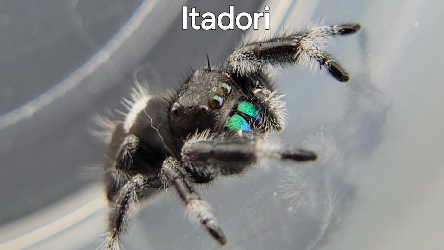 Itadori - Male Regal (Shipping Invoiced Separately)