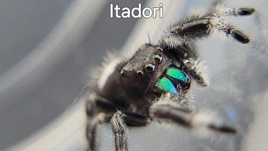 Itadori - Male Regal (Shipping Invoiced Separately)