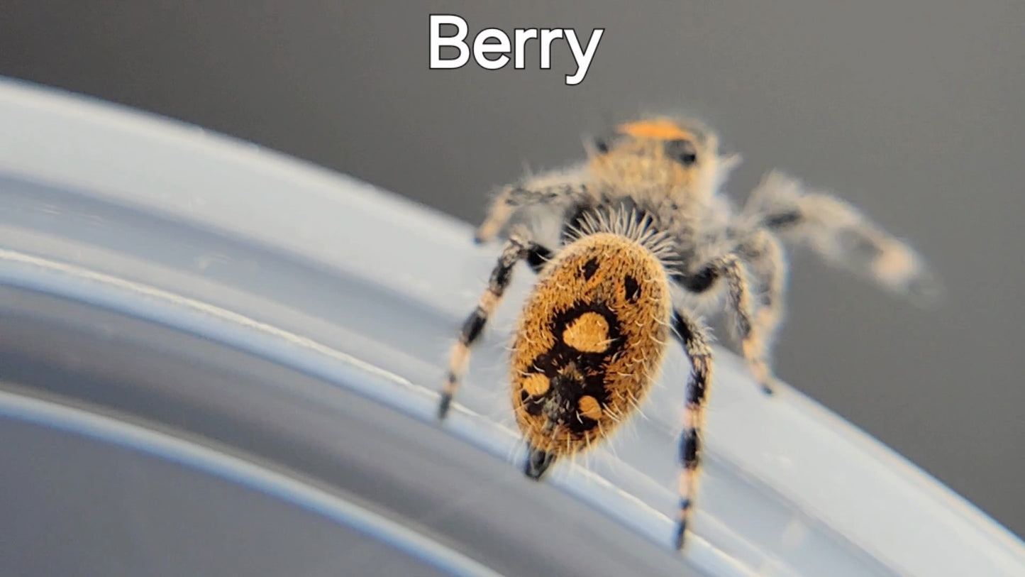 Berry - Female Regal (Shipping Invoiced Separately)