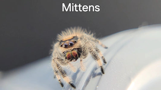 Mittens - Female Regal (Shipping Invoiced Separately)