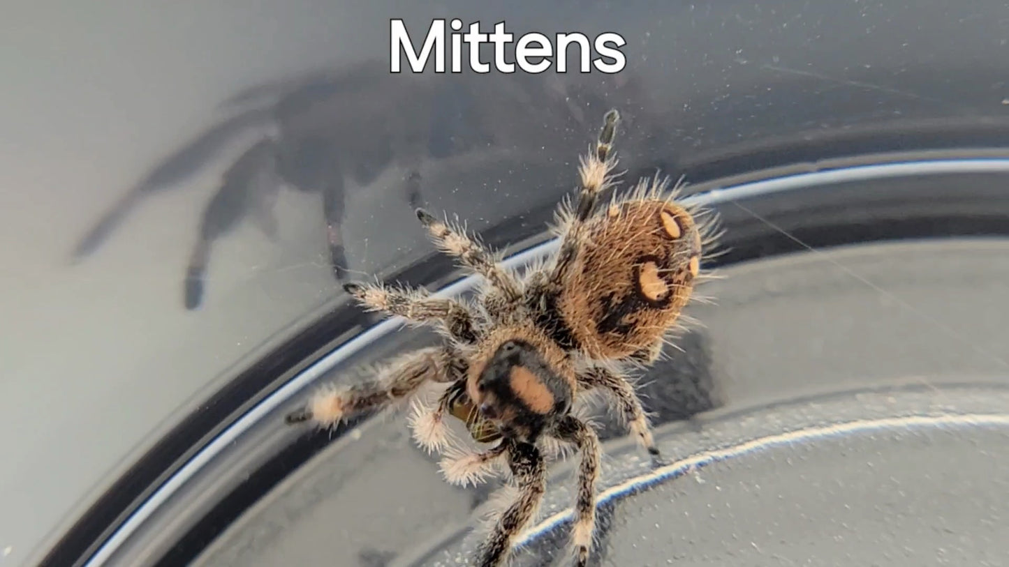 Mittens - Female Regal (Shipping Invoiced Separately)