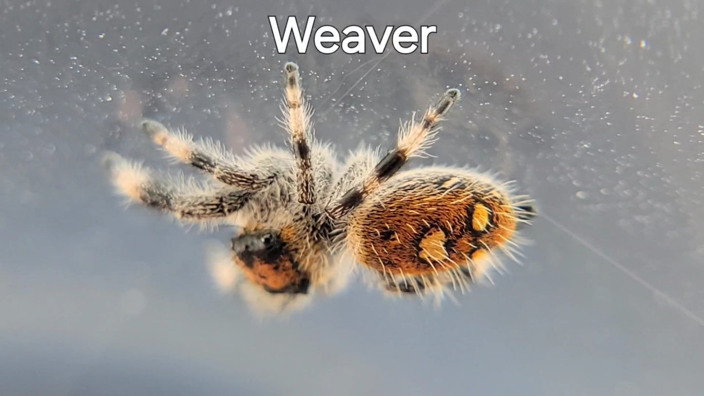 Weaver - Female Regal (Shipping Invoiced Separately)