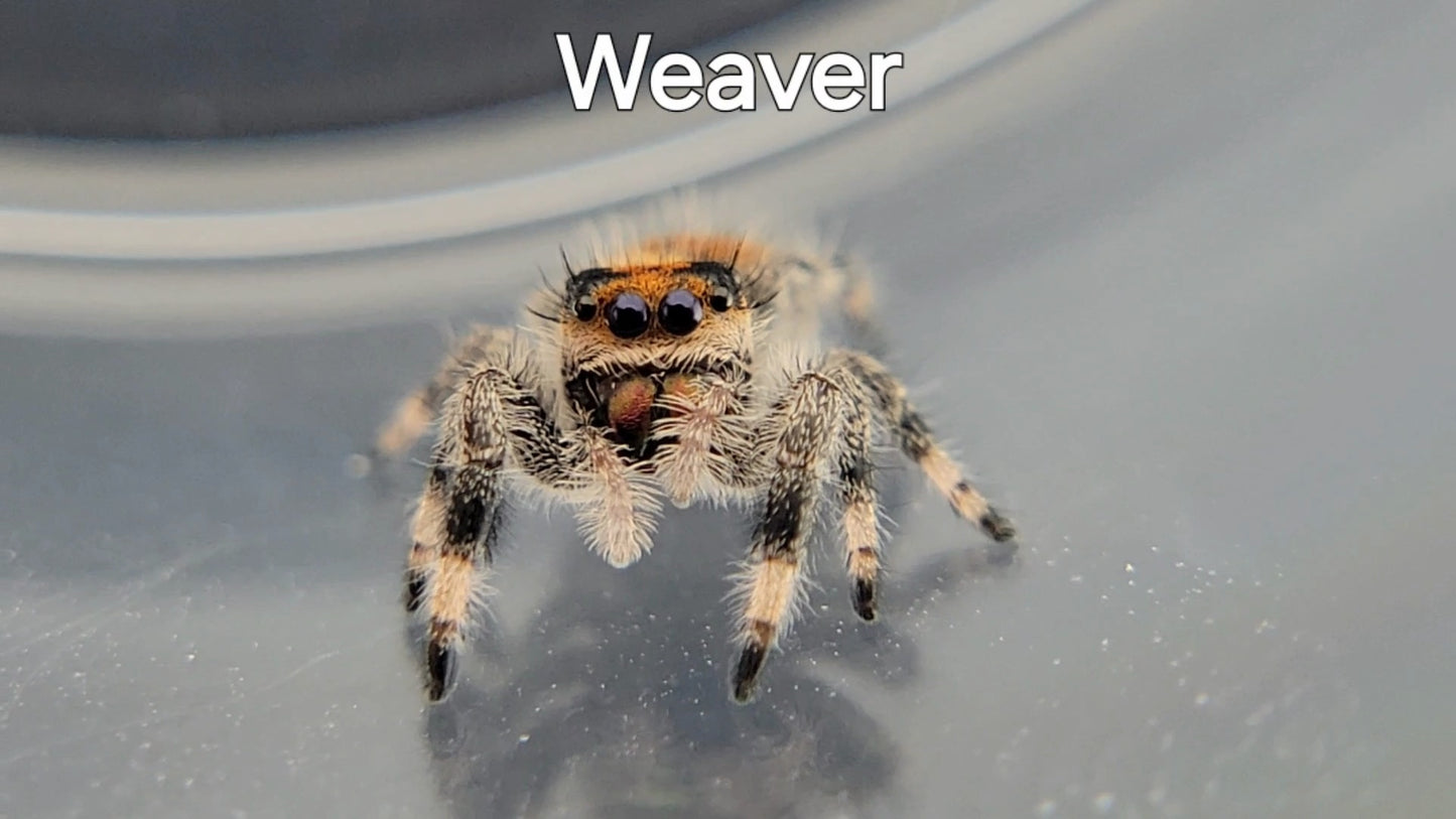 Weaver - Female Regal (Shipping Invoiced Separately)