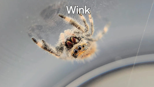 Wink - Female Regal (Shipping Invoiced Separately)