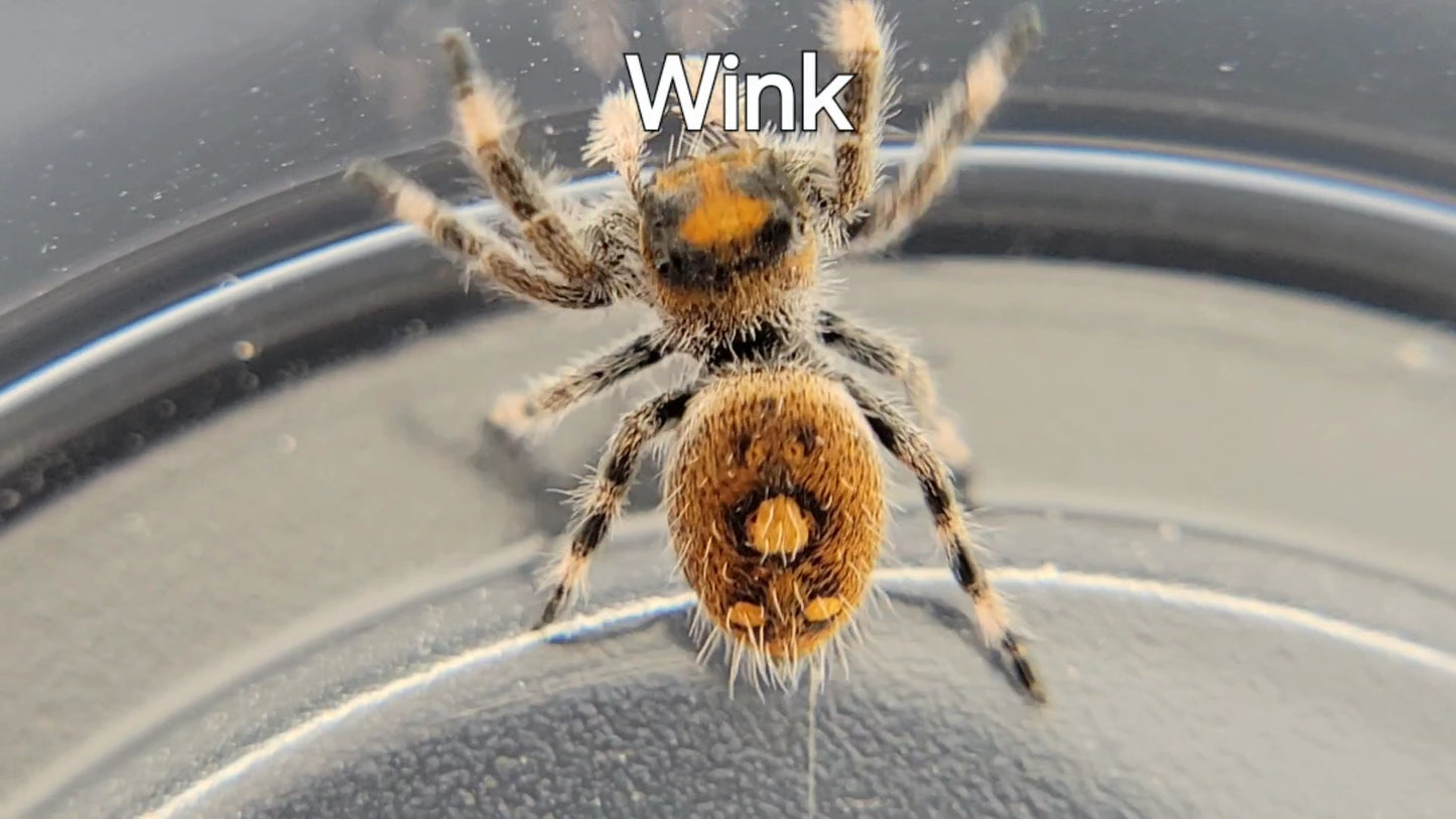 Wink - Female Regal (Shipping Invoiced Separately)