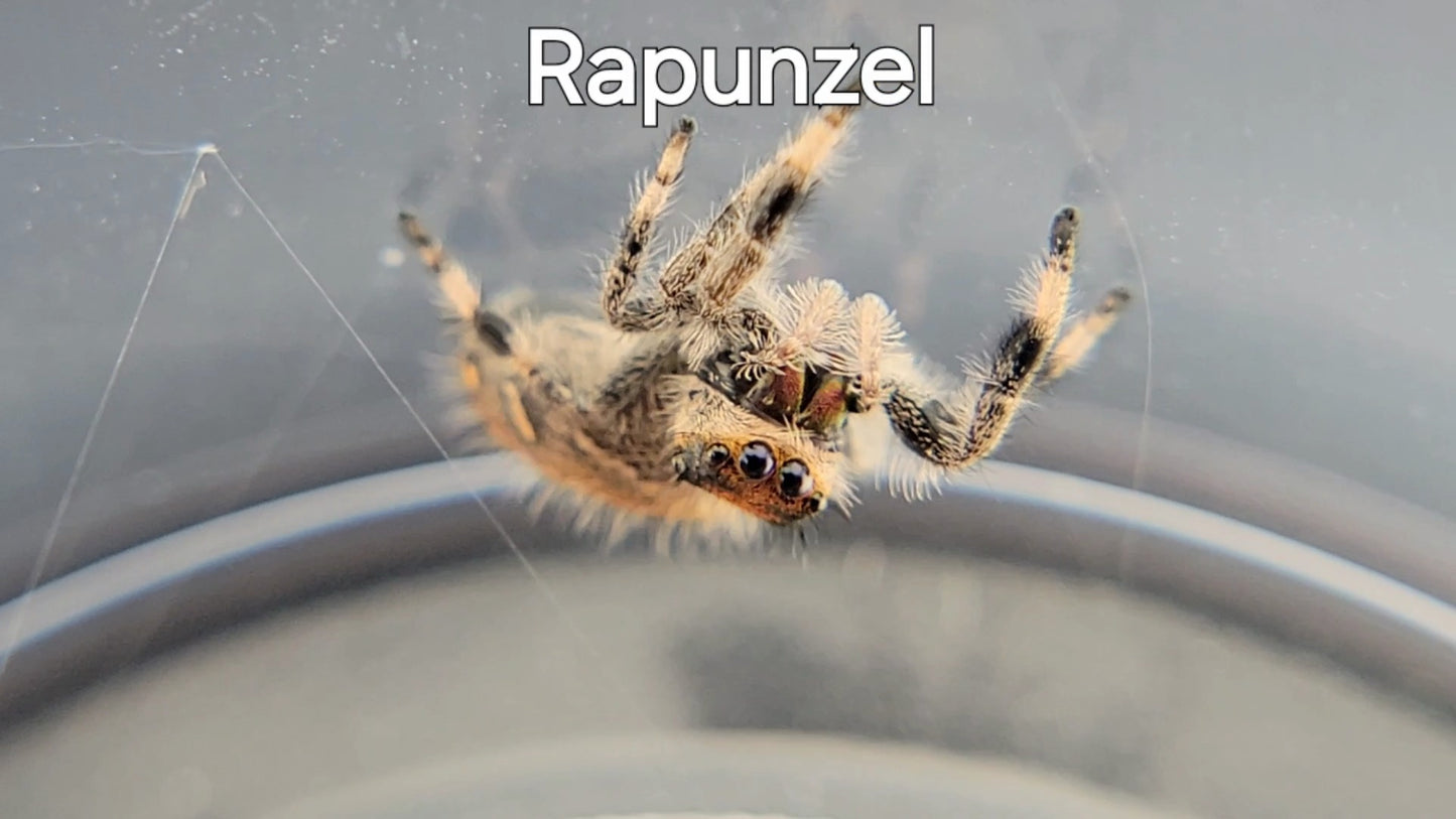 Rapunzel - Female Regal (Shipping Invoiced Separately)