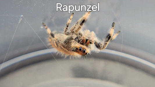 Rapunzel - Female Regal (Shipping Invoiced Separately)