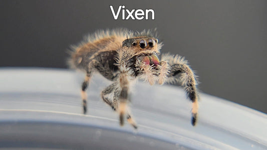 Vixen - Female Regal (Shipping Invoiced Separately)