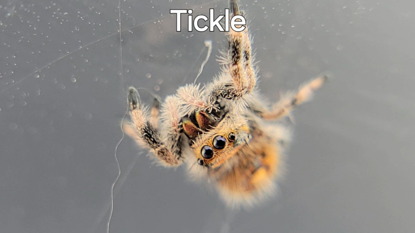 Tickle - Female Regal (Shipping Invoiced Separately)