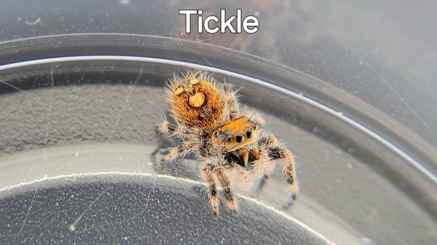 Tickle - Female Regal (Shipping Invoiced Separately)