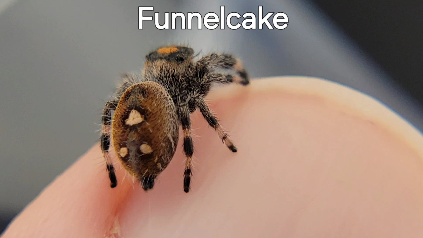 Funnelcake - Female Regal (Shipping Invoiced Separately)