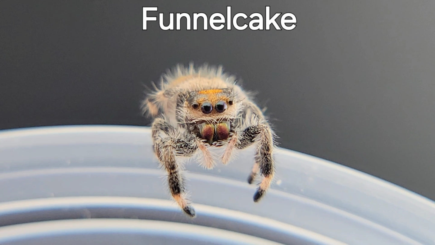 Funnelcake - Female Regal (Shipping Invoiced Separately)