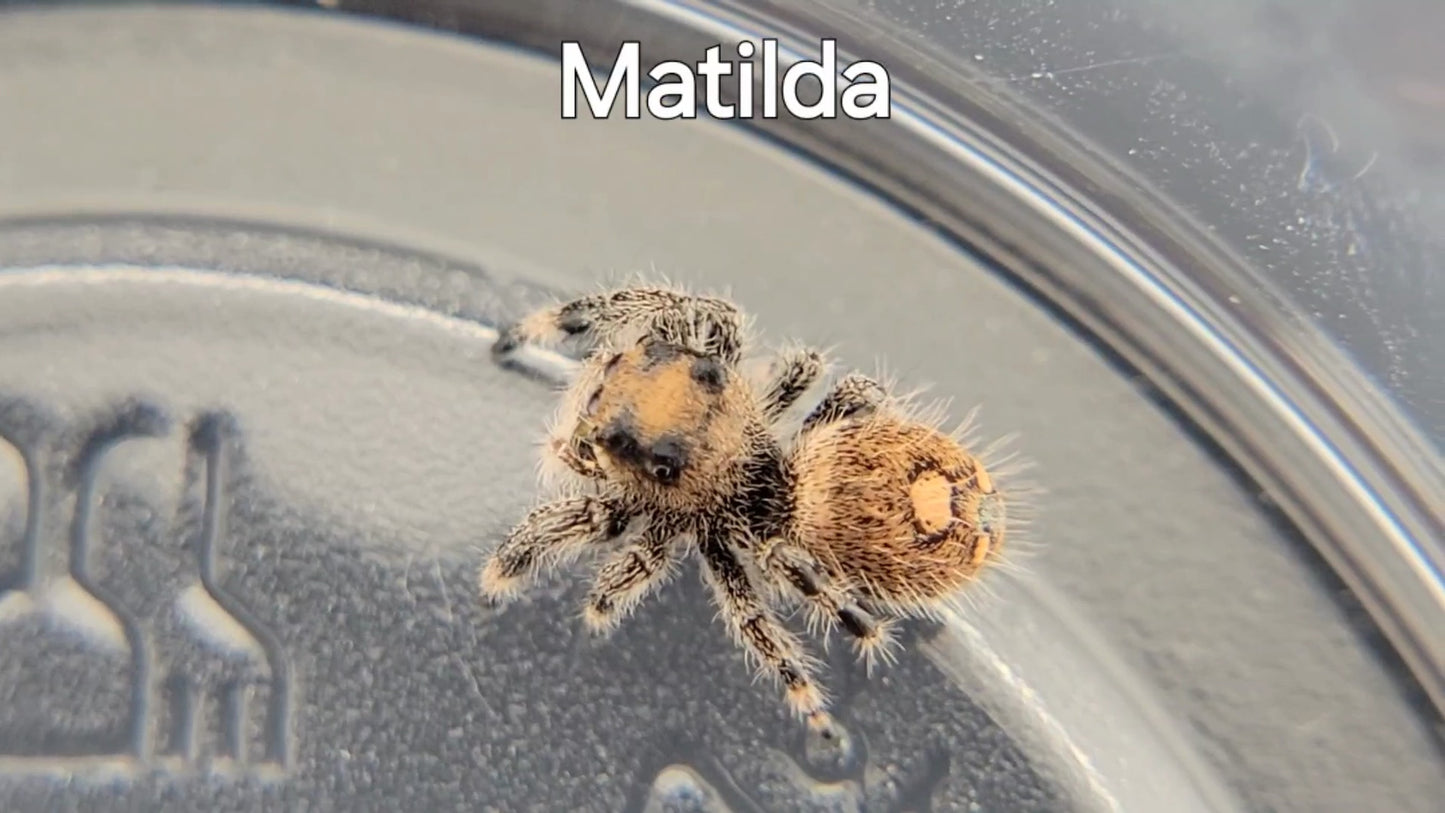 Matilda - Female Regal (Shipping Invoiced Separately)