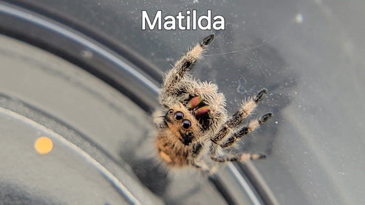 Matilda - Female Regal (Shipping Invoiced Separately)