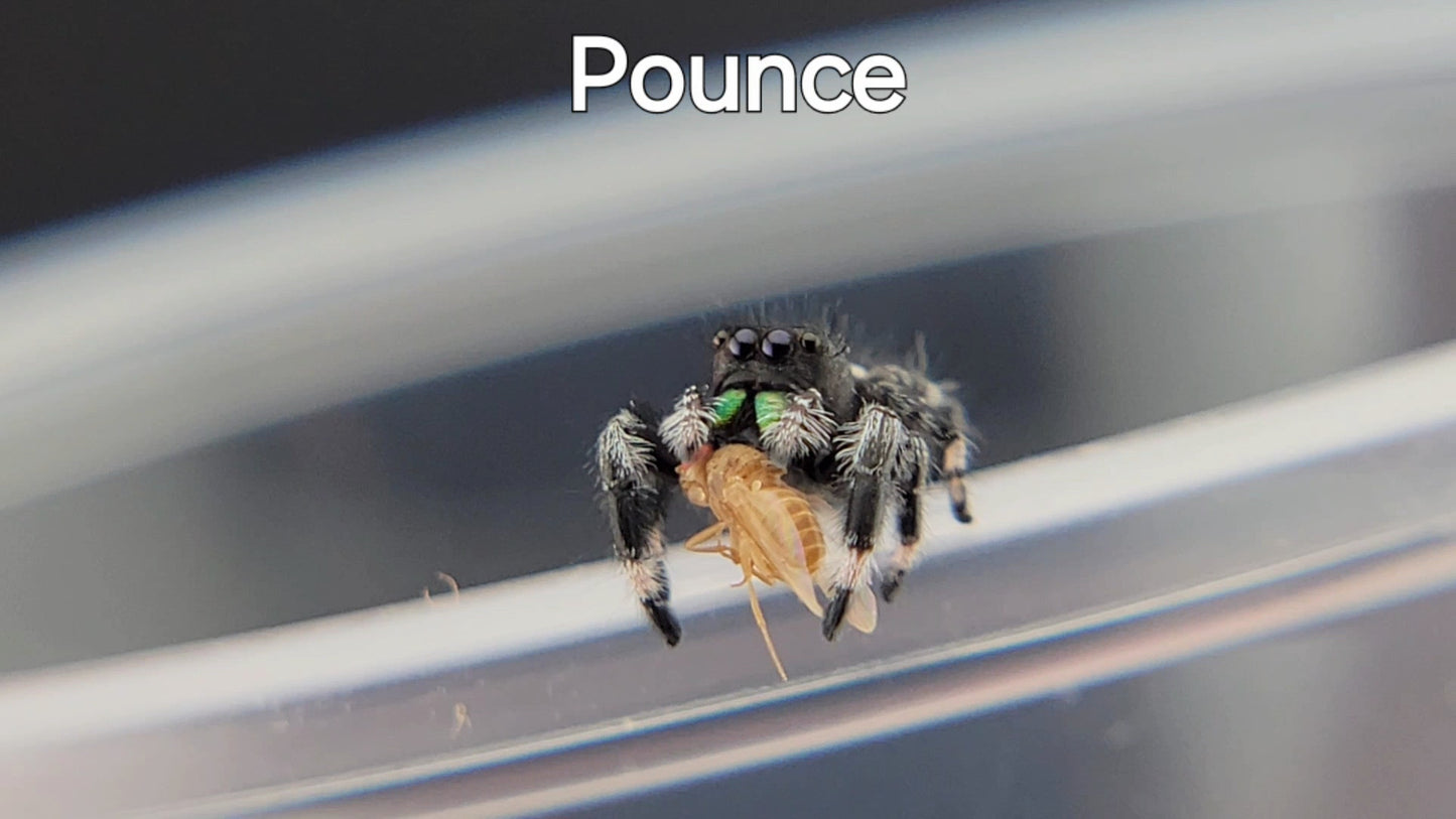 Pounce - Male Regal (Shipping Invoiced Separately)