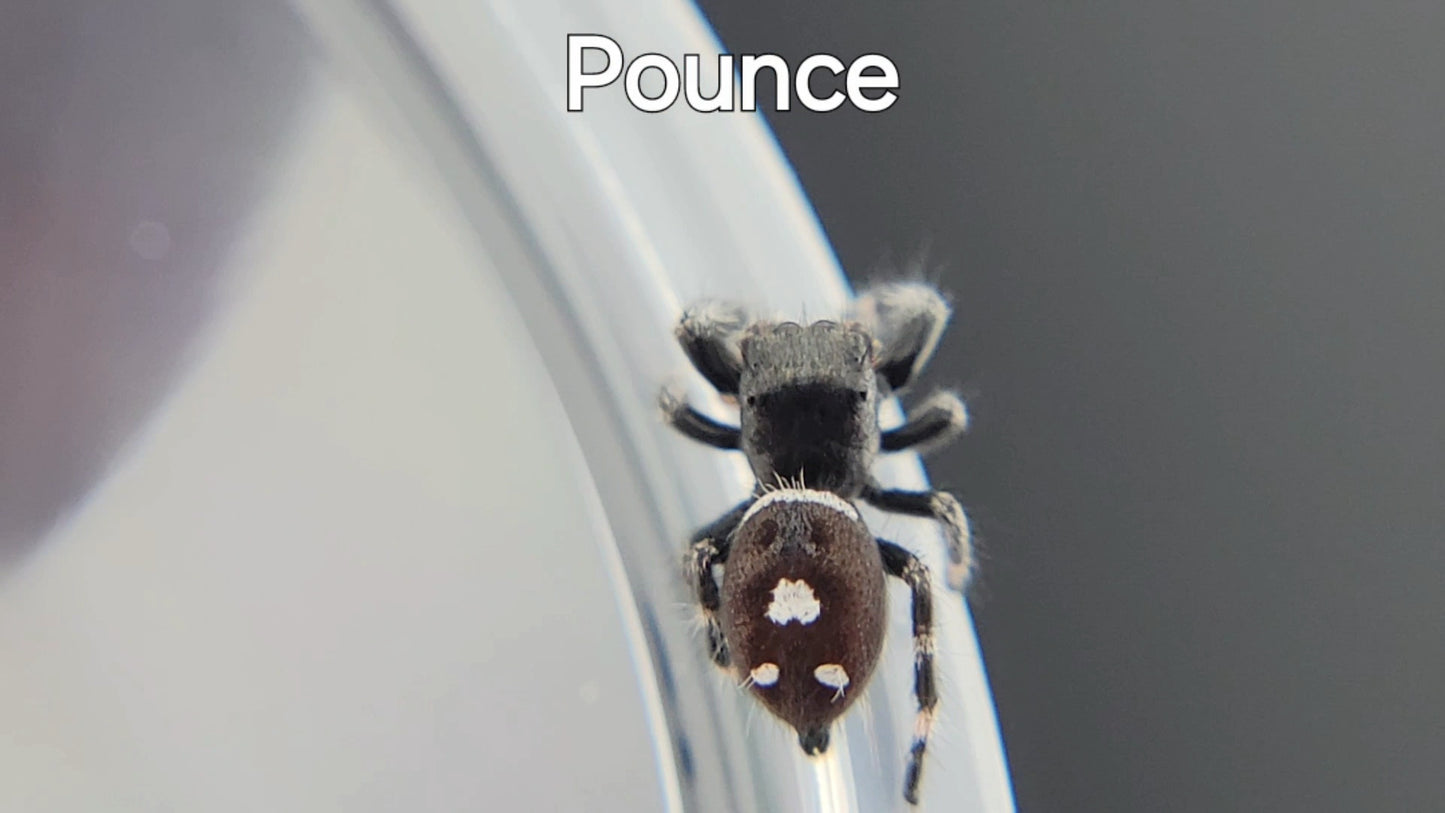 Pounce - Male Regal (Shipping Invoiced Separately)