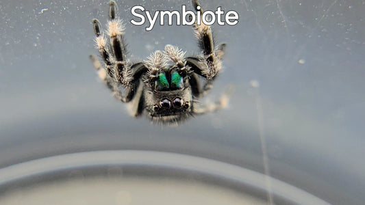 Symbiote - Male Regal (Shipping Invoiced Separately)