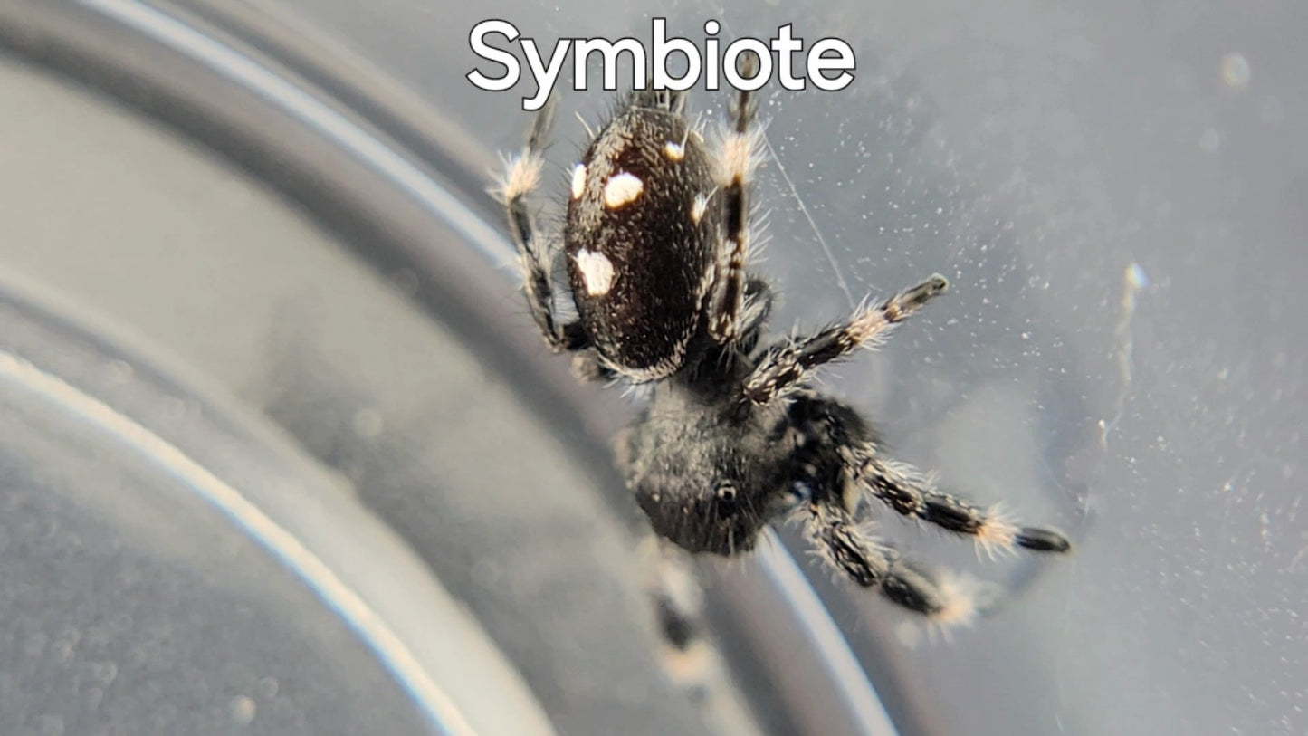 Symbiote - Male Regal (Shipping Invoiced Separately)