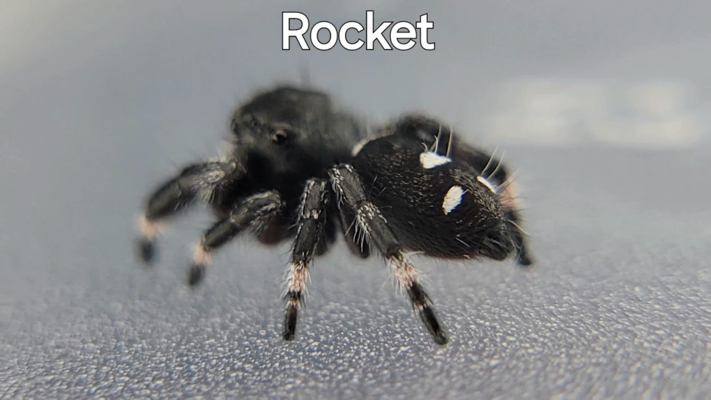 Rocket - Male Regal (Shipping Invoiced Separately)