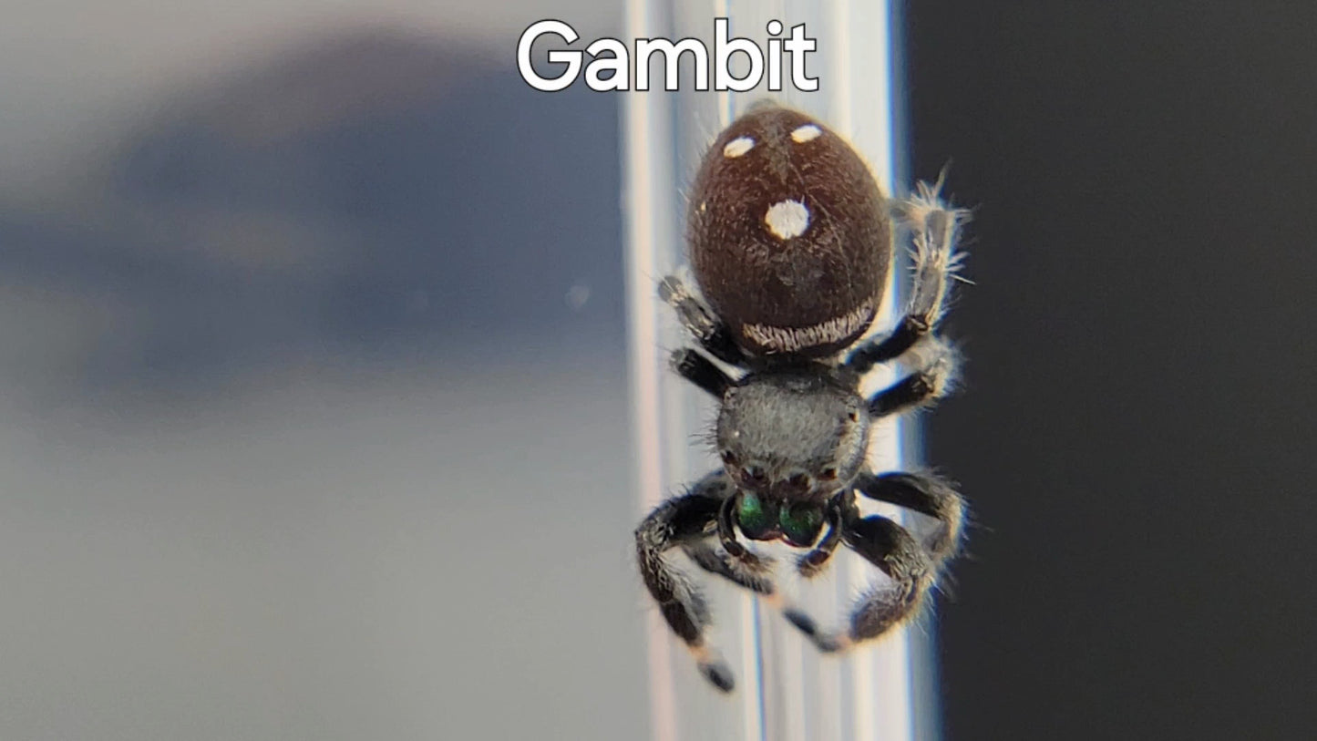 Gambit - Male Regal (Shipping Invoiced Separately)