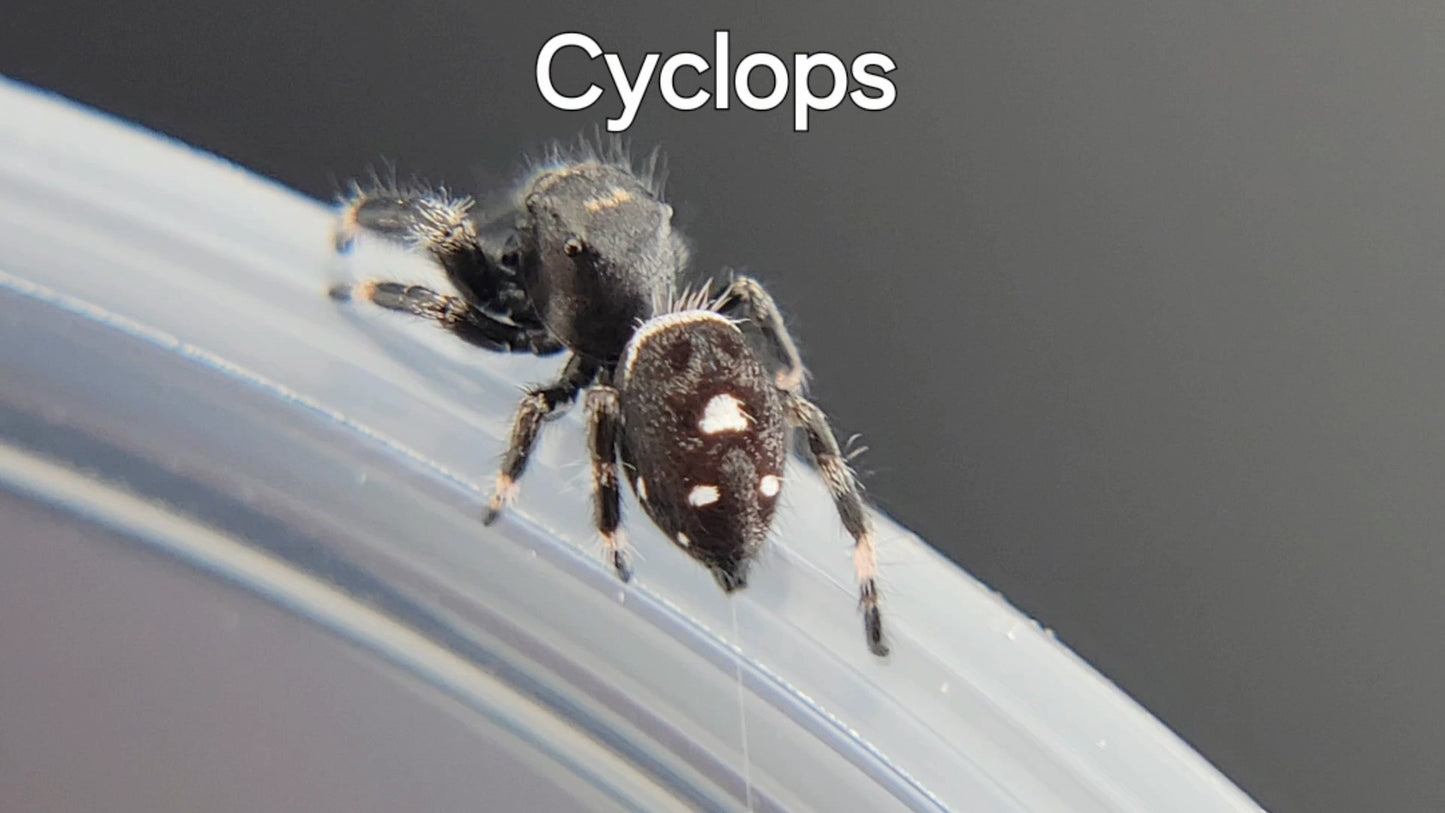 Cyclops - Male Regal (Shipping Invoiced Separately)