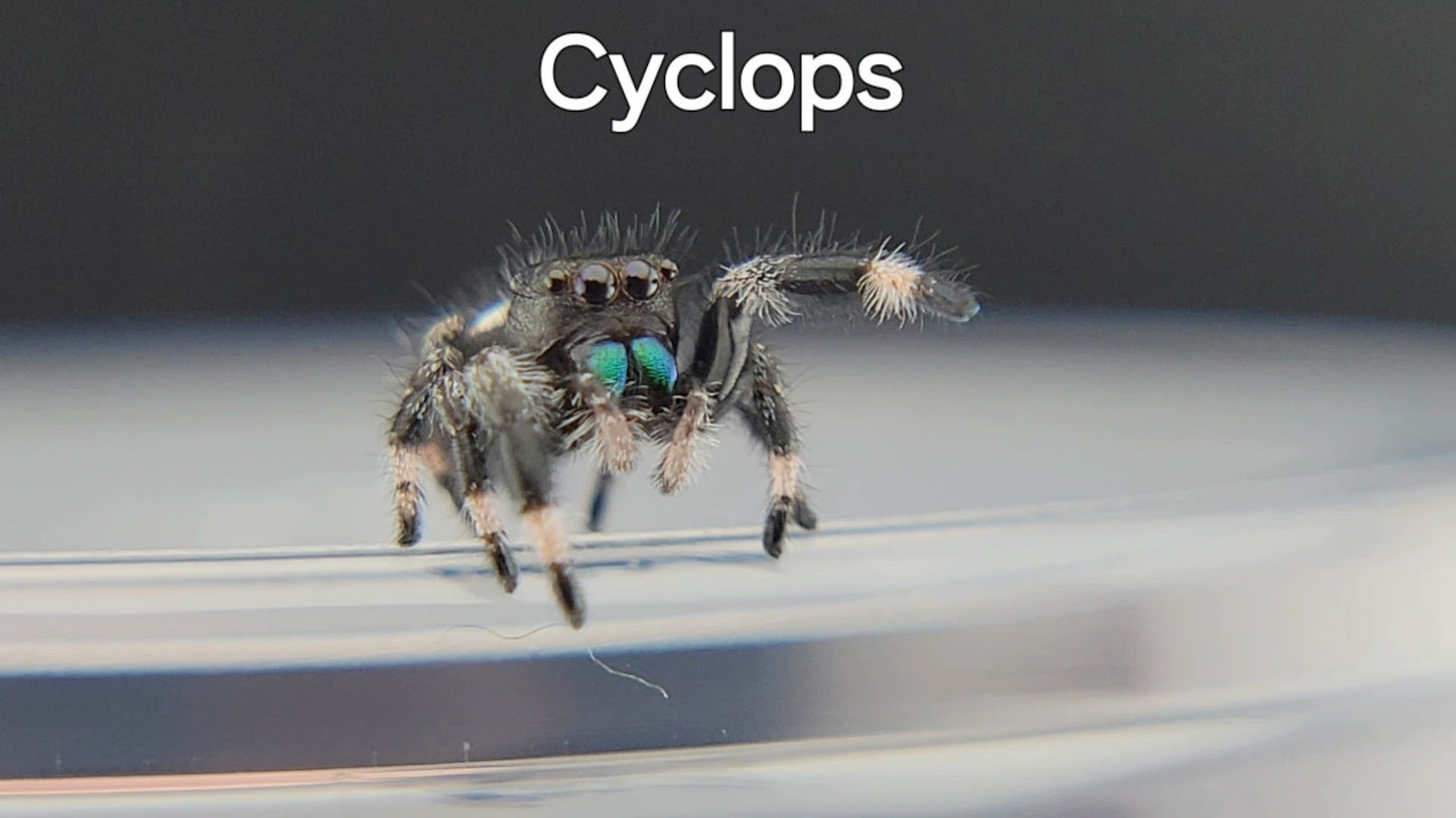 Cyclops - Male Regal (Shipping Invoiced Separately)