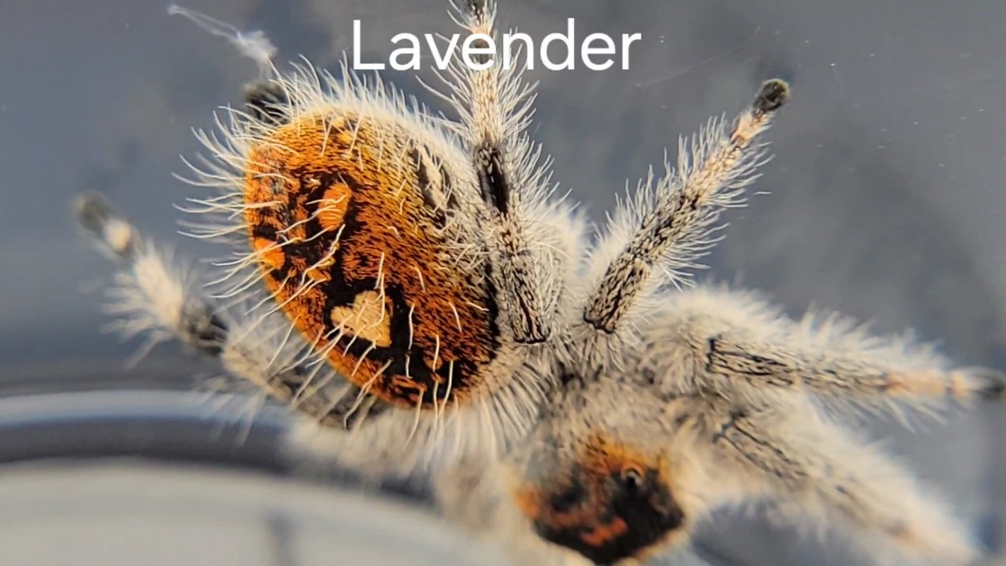 Lavender - Female Regal, Mature Virgin (Shipping Invoiced Separately)