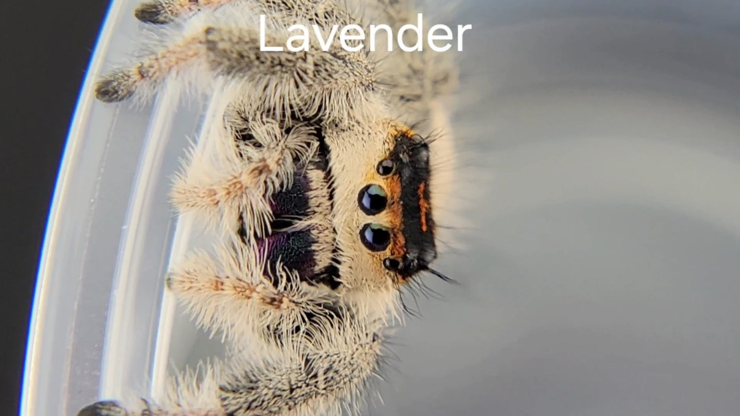 Lavender - Female Regal, Mature Virgin (Shipping Invoiced Separately)