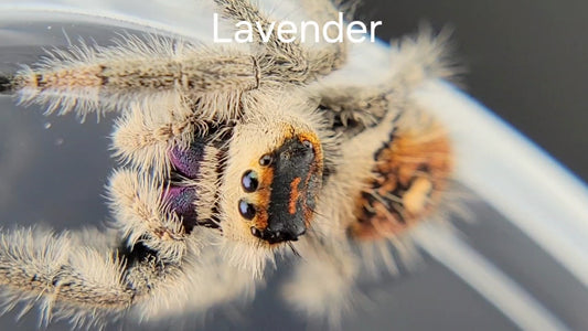 Lavender - Female Regal, Mature Virgin (Shipping Invoiced Separately)