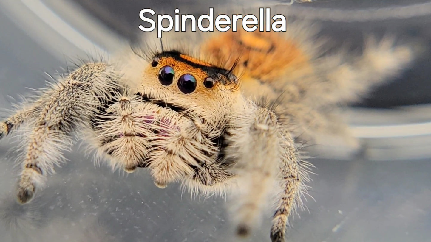 Spinderella - Female Regal, Mature Virgin (Shipping Invoiced Separately)