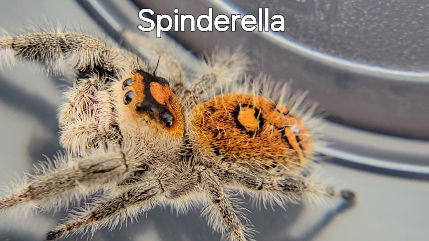 Spinderella - Female Regal, Mature Virgin (Shipping Invoiced Separately)