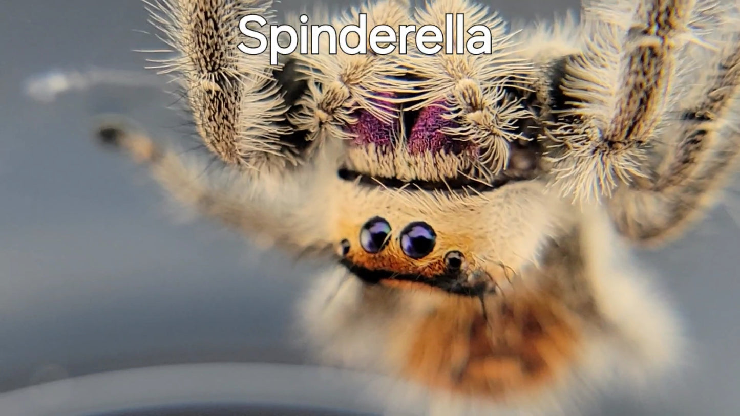 Spinderella - Female Regal, Mature Virgin (Shipping Invoiced Separately)