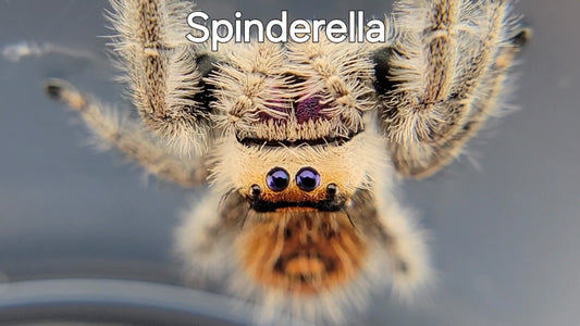 Spinderella - Female Regal, Mature Virgin (Shipping Invoiced Separately)