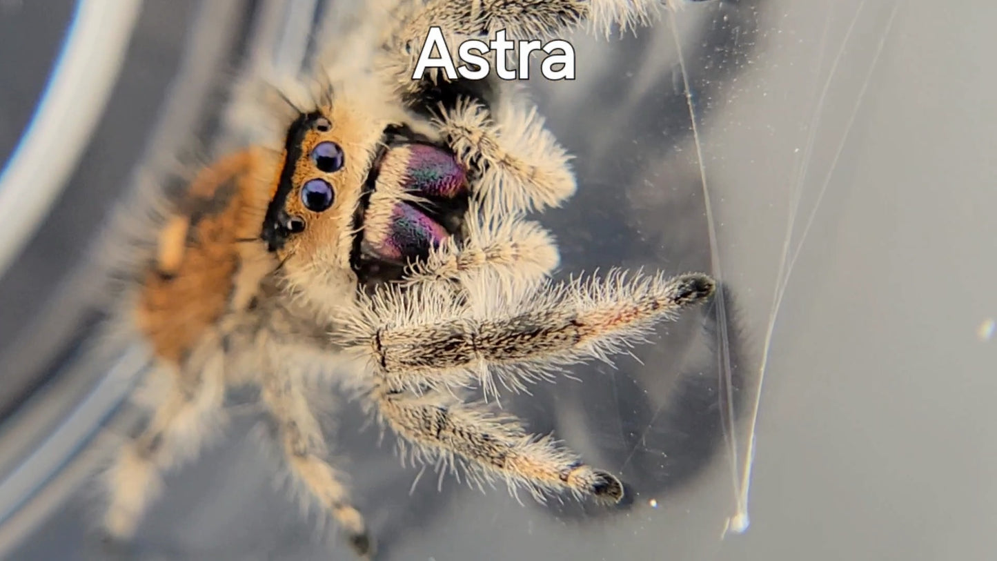 Astra - Female Regal, Mature Virgin (Shipping Invoiced Separately)