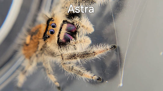 Astra - Female Regal, Mature Virgin (Shipping Invoiced Separately)