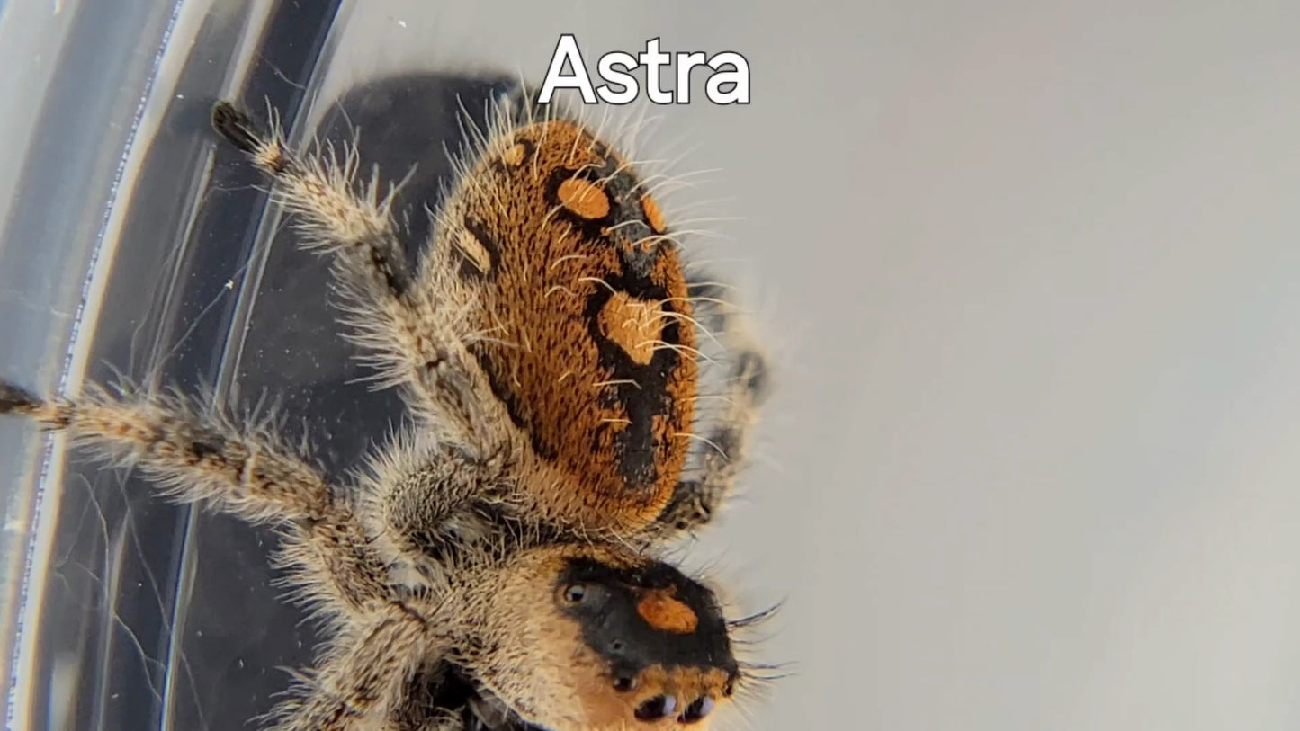 Astra - Female Regal, Mature Virgin (Shipping Invoiced Separately)