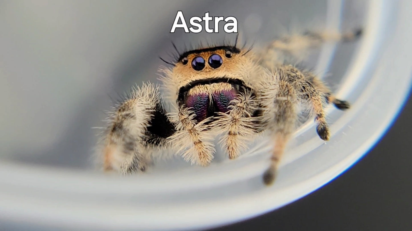 Astra - Female Regal, Mature Virgin (Shipping Invoiced Separately)