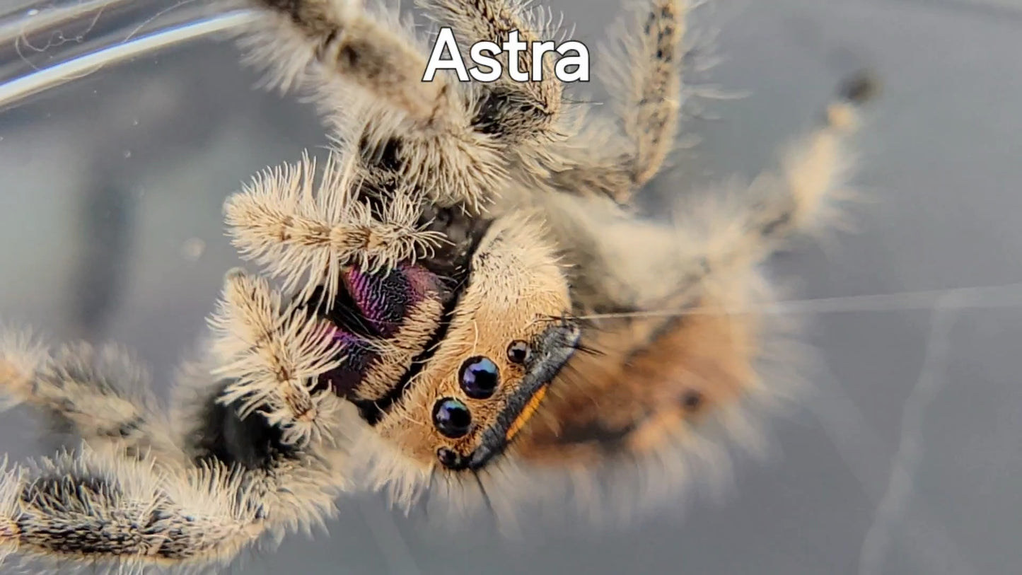 Astra - Female Regal, Mature Virgin (Shipping Invoiced Separately)