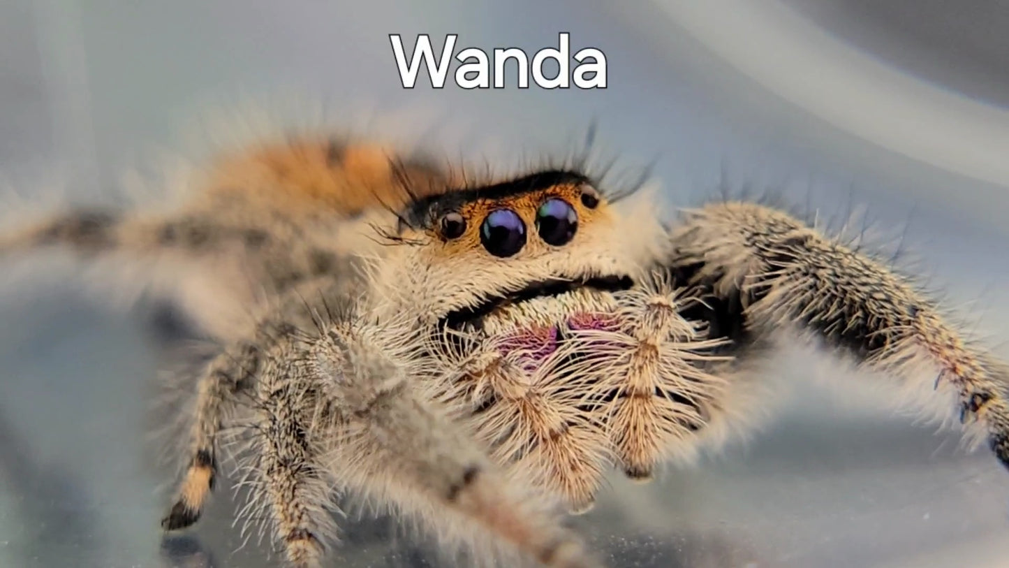 Wanda - Female Regal, Mature Virgin (Shipping Invoiced Separately)