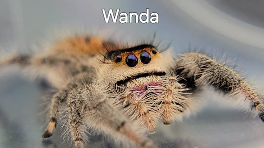 Wanda - Female Regal, Mature Virgin (Shipping Invoiced Separately)