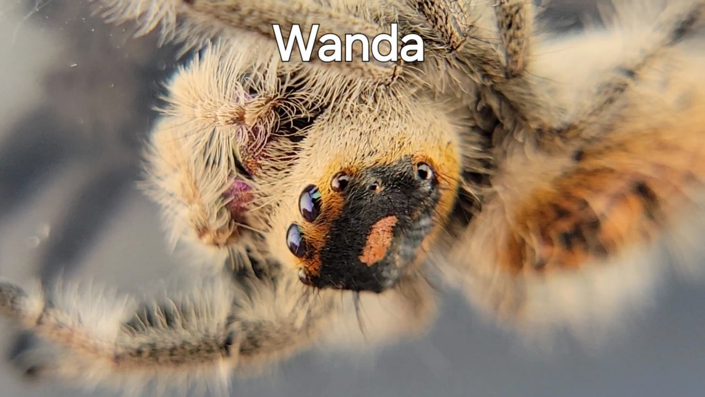 Wanda - Female Regal, Mature Virgin (Shipping Invoiced Separately)